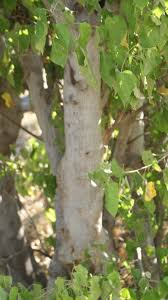 Image result for Croton megalobotrys