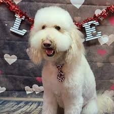 Soooo much cuteness today @bubblesnbows_ms!