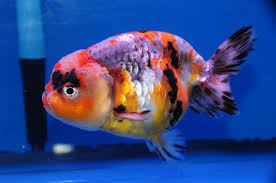 Calico Rachu Goldfish Ph 7 0 7 6 Never Below 6 8 Ammonia Small Amounts But Little As Possible Males Tend To Be Long Goldfish Pond Goldfish Oranda Goldfish