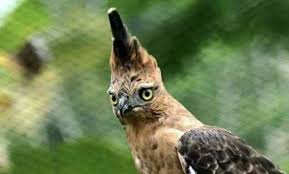 Burung elang jawa ini sebenarnya sangat terkenal di indonesia karena burung ini menajadi lambang negara. Ciri Habitat Taksonomi Dan Jenis Burung Elang Jawa Ilmu Peternakan