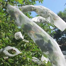 Fertilize your fruit trees at least 10 inches away from the trunk on the soil surface. Fruit Tree Sleeves Harrod Horticultural