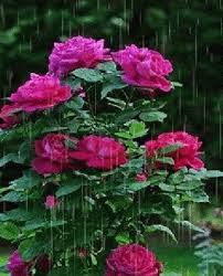 Maybe you would like to learn more about one of these? Don T Wait Life Goes Faster Than You Think Flowers Plants Rose