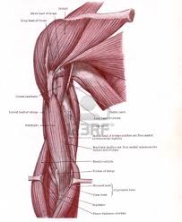 Are you feeling overwhelmed by all of the information in this article? Arm Muscle Muscle Anatomy Upper Arm Muscles Anatomy Arm Muscles Anatomy