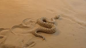 We have an extensive collection of amazing background images carefully chosen by our community. Pin On Animals