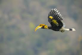 This species is threatened by widespread habitat destruction and hunting. Hornbill Species Of The World Update 2020 Natural History Curiosities