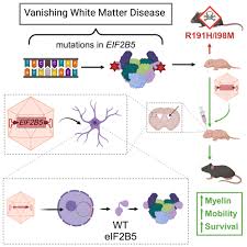 Image result for White 1997 AAV