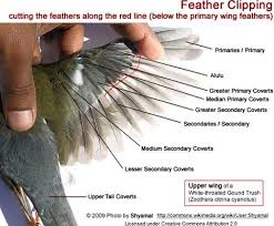 Grooming Wing Nail Amp Beak Trimming Parrot Wings Parakeet Care Wing Anatomy