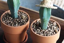 6 418 просмотров 6,4 тыс. Kaktus Bakimi 6 Adimda Kaktus Yetistirmenin Tum Puf Noktalari Nefis Yemek Tarifleri