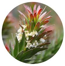 Image result for Protea micans