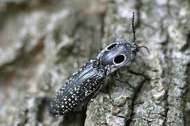 Hard shell bugs in michigan. Alaus Oculatus Wikipedia