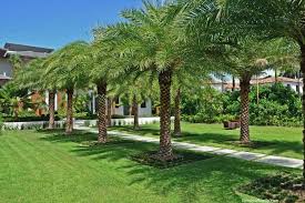 Check spelling or type a new query. 16 Best Palm Tree Landscaping Ideas Designs For Your Yard