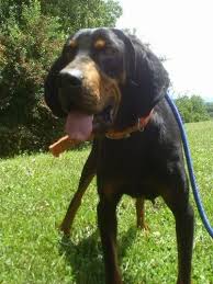 American Black And Tan Coonhound Rescue Inc Adopt Leah On Coonhound Black And Tan Dogs