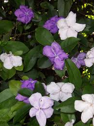 Image result for Brunfelsia australis