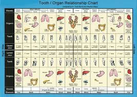 76 Thorough Root Canal Tooth Chart
