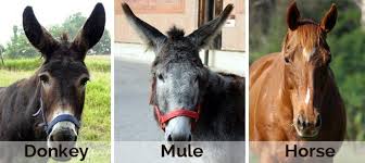What Is The Difference Between A Horse Mule And Donkey Horses Work With Animals Strongest Animal