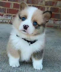 Choose breed african boerboel african boerboel mix airedale terrier airedoodle akbash akipoo akita akita mix alaskan klee kai alaskan malamute. Lab Puppies For Sale In Wisconsin Under 300 The Y Guide