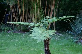 Image result for Cyathea dregei