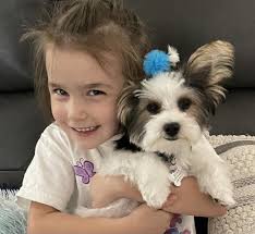 Introduction of a pet yorkie named annabella