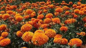 Orange flowers that keep bugs away. 35 Plants That Repel Mosquitoes