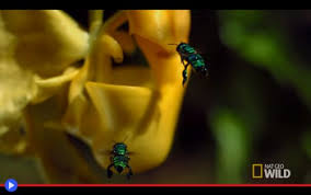 Fiore giallo simile all orchidea / quest'orchidea gialla è un regalo che non può lasciare indifferenti, ideale per donare luminosità agli spazi più bui. La Straordinaria Sinergia Riproduttiva Dell Orchidea Con Secchio Incorporato Il Blog Di Jacopo Ranieri
