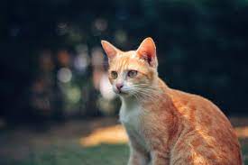 8 Fun Facts About Ginger Tabby Cats Cole Marmalade