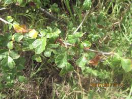 Image result for Commiphora africana