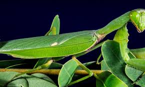 Praying mantids eat a wide variety of pest insects, mites, and insect eggs. Praying Mantises For Pest Control Organic Plant Care Llc Tree Service In Hunterdon Morris Somerset Union Counties Nj And Bucks County Pa