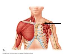 The shoulder joint (glenohumeral joint) is a ball and socket joint between the scapula and the the resting tone of these muscles act to compress the humeral head into the glenoid cavity. Some Anterior Shoulder Muscles Diagram Quizlet