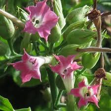 Image result for Nicotiana tabacum