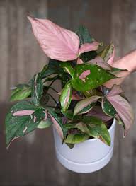Image result for Syngonium