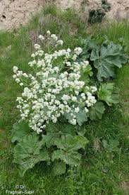 Image result for Crambe kilimandscharica