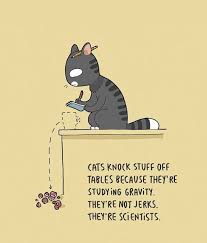 Pin On Funny Cats 2