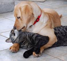 Dog Kisses Cat Dogs Hugging Dog Kisses Dog Cat