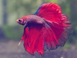 Tidak membuang sampah di sungai. Cara Merawat Ikan Cupang Agar Sehat Dan Cepat Besar