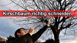 Wie man einen großen oleander richtig zurückzuschneidet erklärt. Kirschbaum Richtig Schneiden Video Anleitung Kirsche Zuruckschneiden Wann Zeitpunkt Wie Youtube