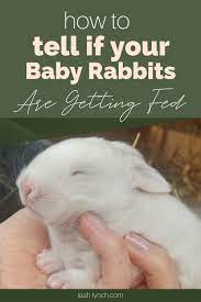Are Your Newborn Baby Rabbits Getting Fed Pet Rabbit Care Rabbit Feeding Domestic Rabbit
