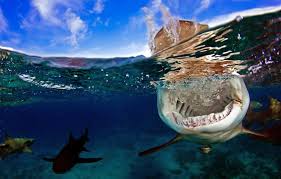 Maybe you would like to learn more about one of these? Pourquoi Il Ne Faut Pas Avoir Peur Des Requins En Mediterranee