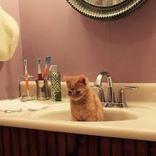 15 Pets Totally Chill With Their Life Decisions Cat And Dog Memes Pets Kittens And Puppies