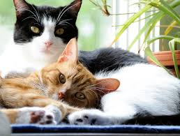 Feline aggression and find out how to create peace between your cats. Do Cats Cause Schizophrenia Britannica