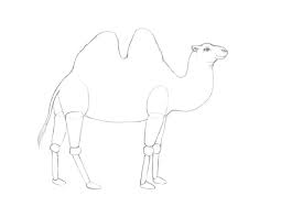 How do you make a camel out of cardboard? How To Draw A Camel