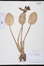 Image result for Limnocharitaceae