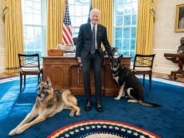 The bidens have a younger german shepherd, major, whom they adopted in 2018. Biden S Dogs Major And Champ Sent Home After Biting White House Security