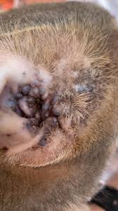Felino Com Cistoadenomatose Jabour Laboratorio De Histopatologia E Necropsia Veterinaria Facebook