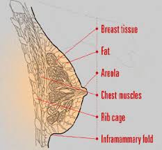 When you decide you want to urinate, this sphincter muscles relaxes and urine flows down the urethra and out of the body. Breast Anatomy Breast Surgery Cypress Breast Treatment Houston