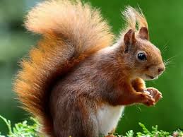 Never use cat litter in your vegetable garden. How To Keep Squirrels Out Of The Garden For Good
