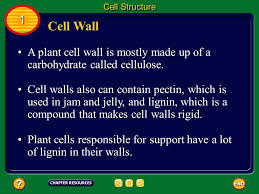 Prevents excessive water uptake (plants have a negative osmotic potential, water will enter cell, cell wall limits amount of water taken up = turgor pressure. Cell Structures And Their Functions Ppt Download