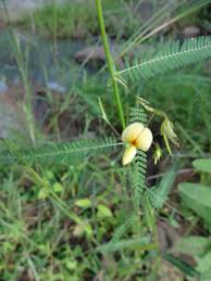 Image result for Aeschynomene afraspera