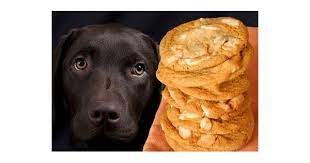 Opgelet Gevaarlijk Eten Voor Je Hond Hondencentrum