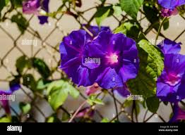 Image result for Ipomoea wightii