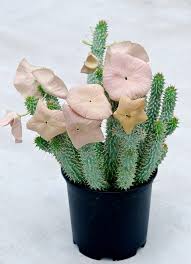 Image result for Hoodia
